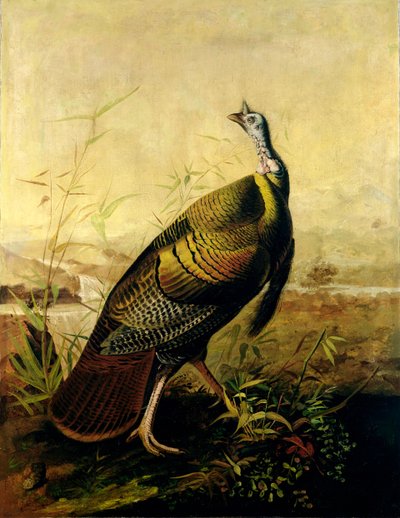 The American Wild Turkey Cock by John James Audubon